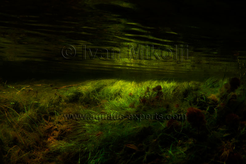 amazon biotope aquarium backgrounds